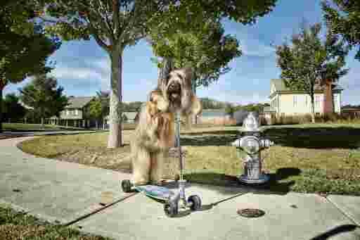 chien, trottinette, record du monde, rouler