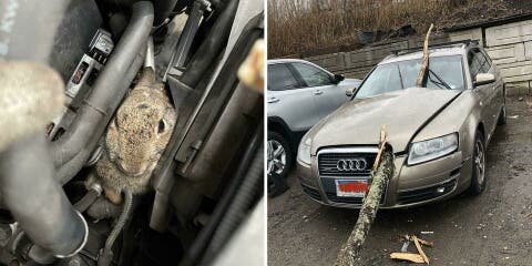 14 fois où les garagistes en ont vu des vertes et des pas mûres