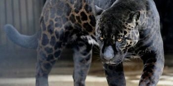 Animal Hybride Jaglion