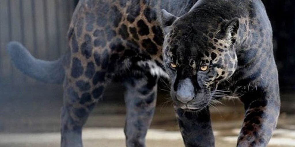 Animal Hybride Jaglion