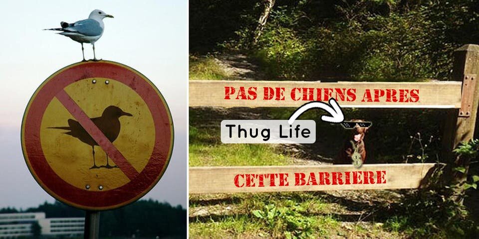 Animaux Thugs