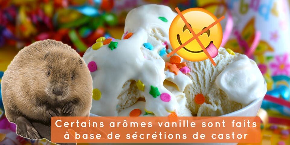 Castor Vanille