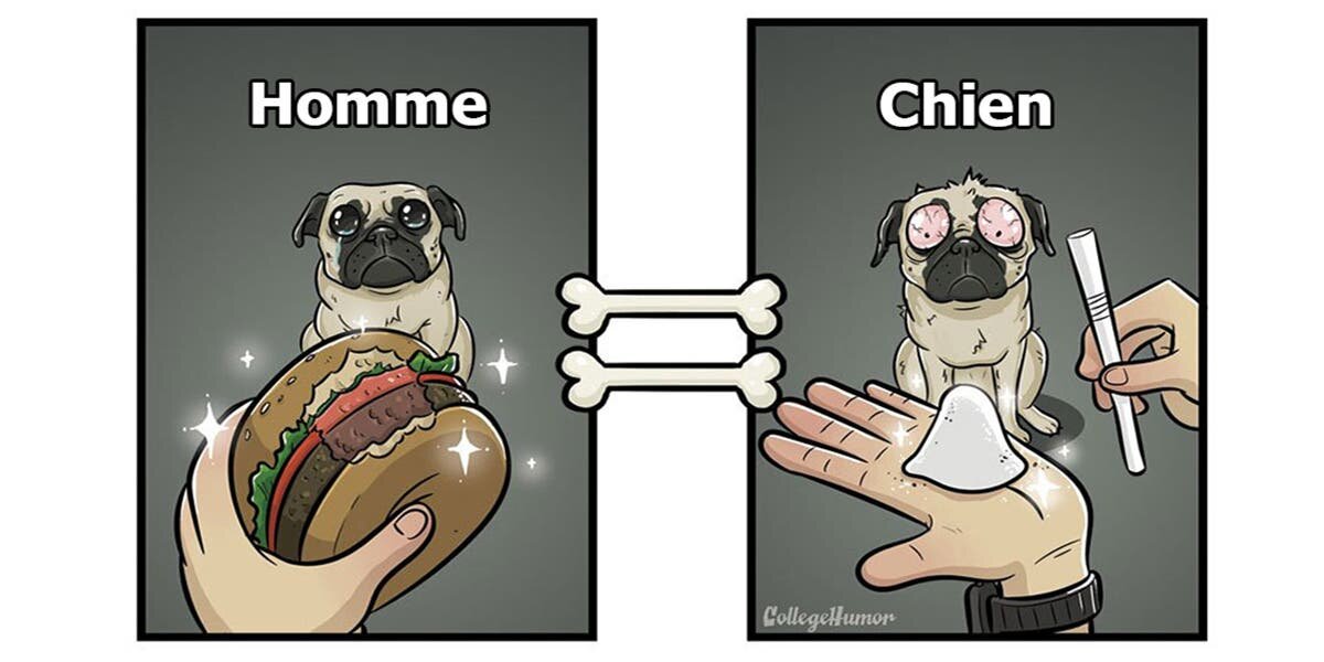 Chien Manger Bruger Drogue