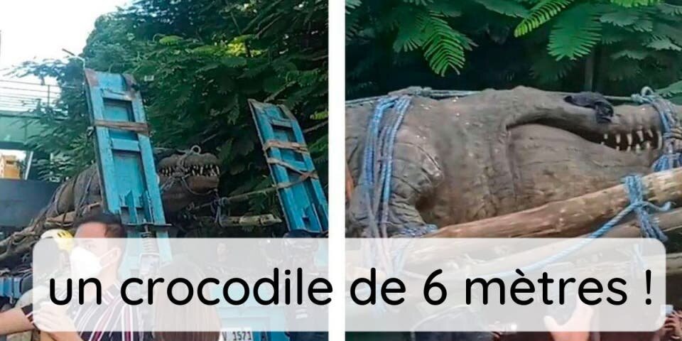 Crocrocrocro