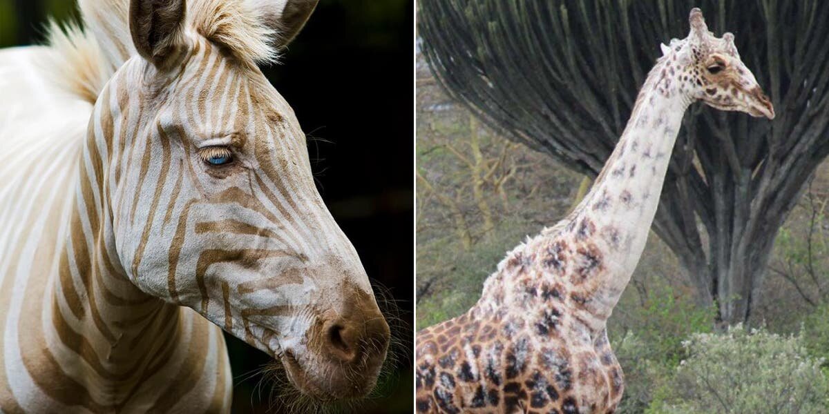Girafe Zebre Blancs Couleurs Vitiligo
