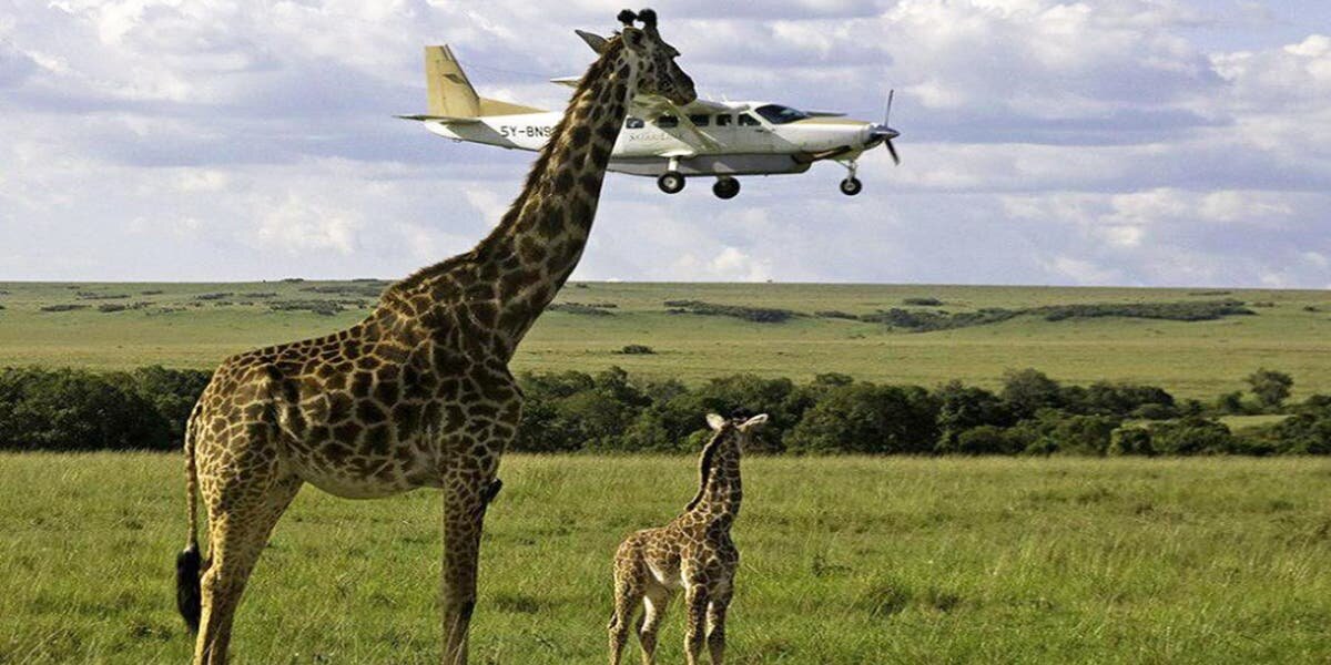Giraffe Avion Thum