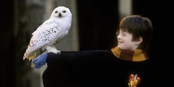 Harry Potter Chouette Hedwige