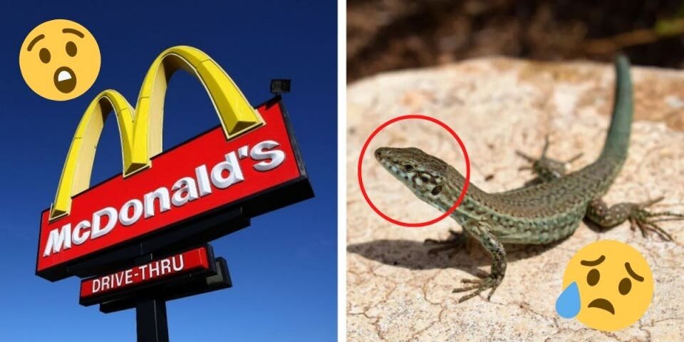 Lezard