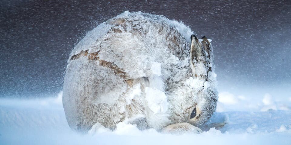 Lievre Neige Boule