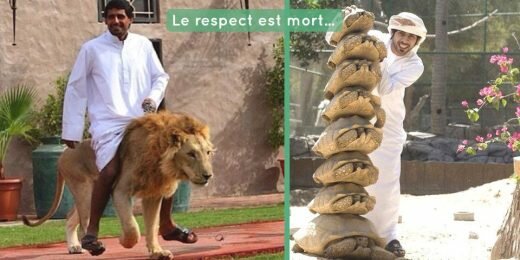 Lion Tortures