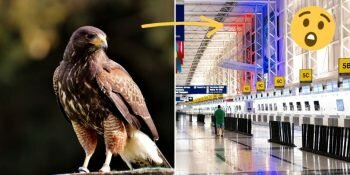 Rapace