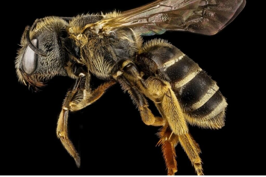Abeille