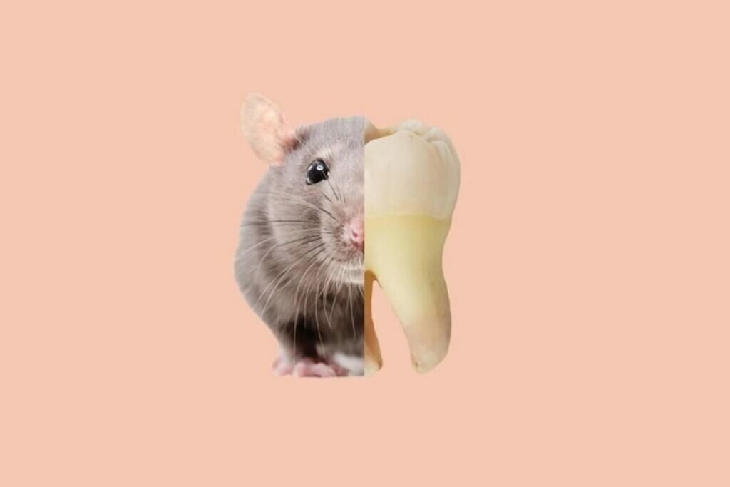 Dent Souris