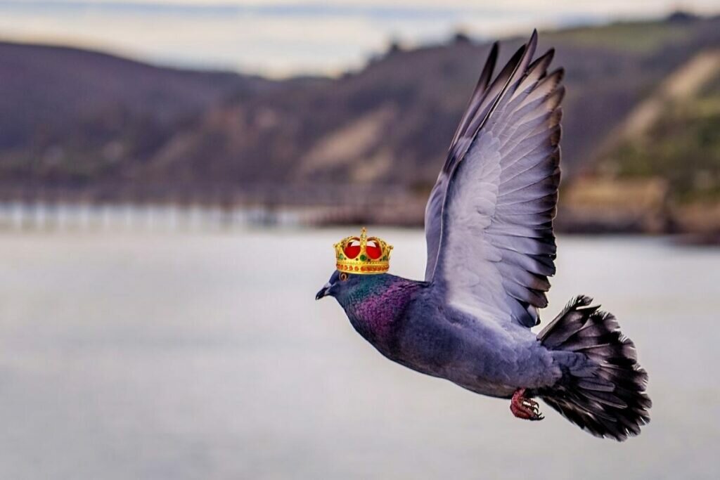 Pigeon Couronné