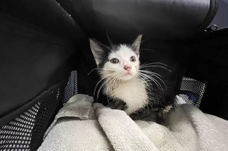 Elle Sauve Ce Chaton De Façon créative