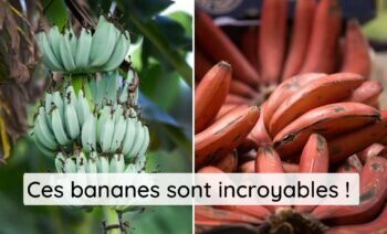 Top 5 Des Meilleurs Variétés De Bananes