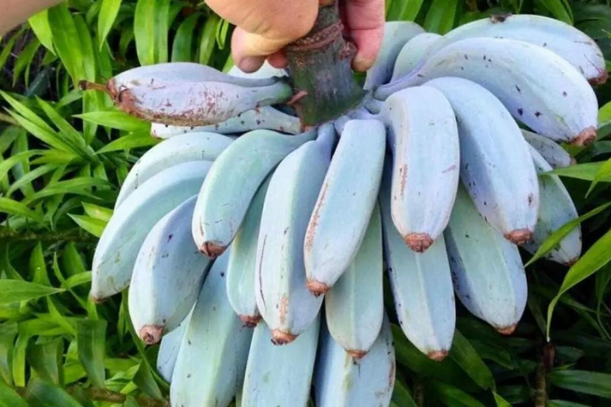 Bananes Blue Java