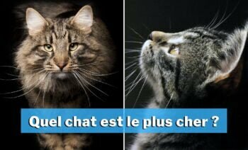Le Top 5 Des Chats Les Plus Chers Au Monde