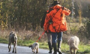 Etats Unis Un Chien Tire Sur Un Homme Lors D'une Partie De Chasse