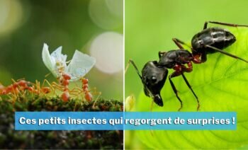 Top 5 Des Espèces De Fourmis Les Plus Fascinantes Du Monde