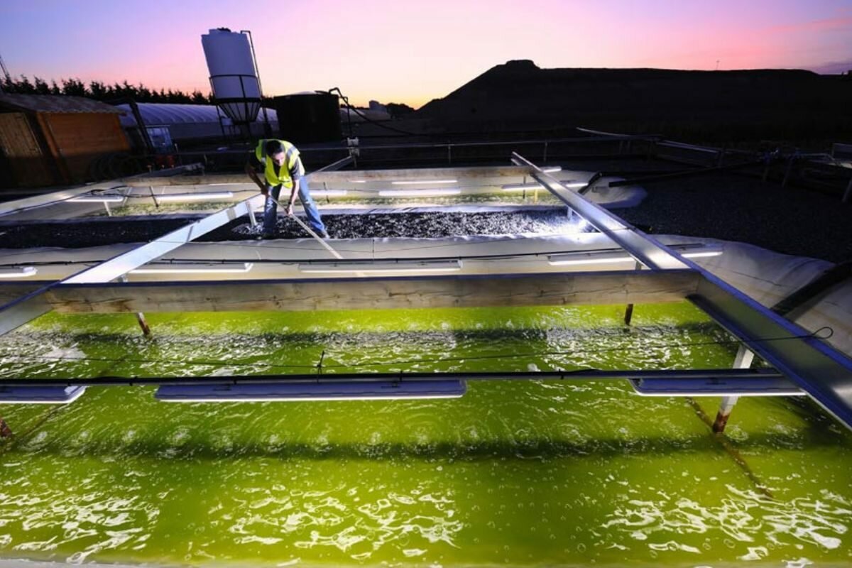 Biocarburant à Partir D'algues