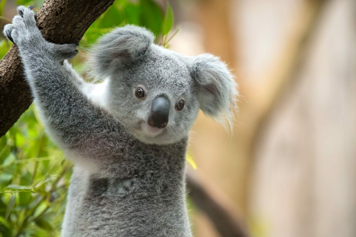 Les Koalas