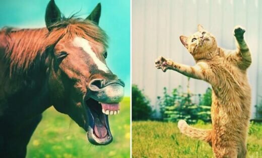 Top 5 Des Animaux Qui Se Droguent