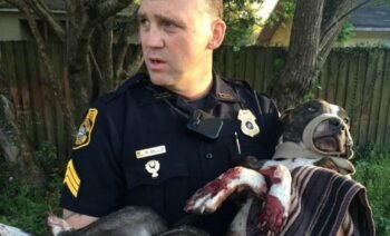 Un Pitbull A été Sauvé De Justesse D'une Mort Certaine, Alors Qu'il était Attaché à Des Rails