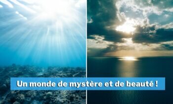 Un Monde De Mystère Et De Beauté !