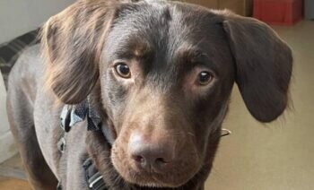 Royaume Uni Un Chien Alcoolique Reprend Sa Vie En Main Après Deux Mois De Sevrage