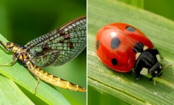 Top 5 Des Insectes à La Vie La Plus Courte