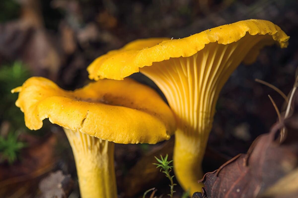 La Girolle