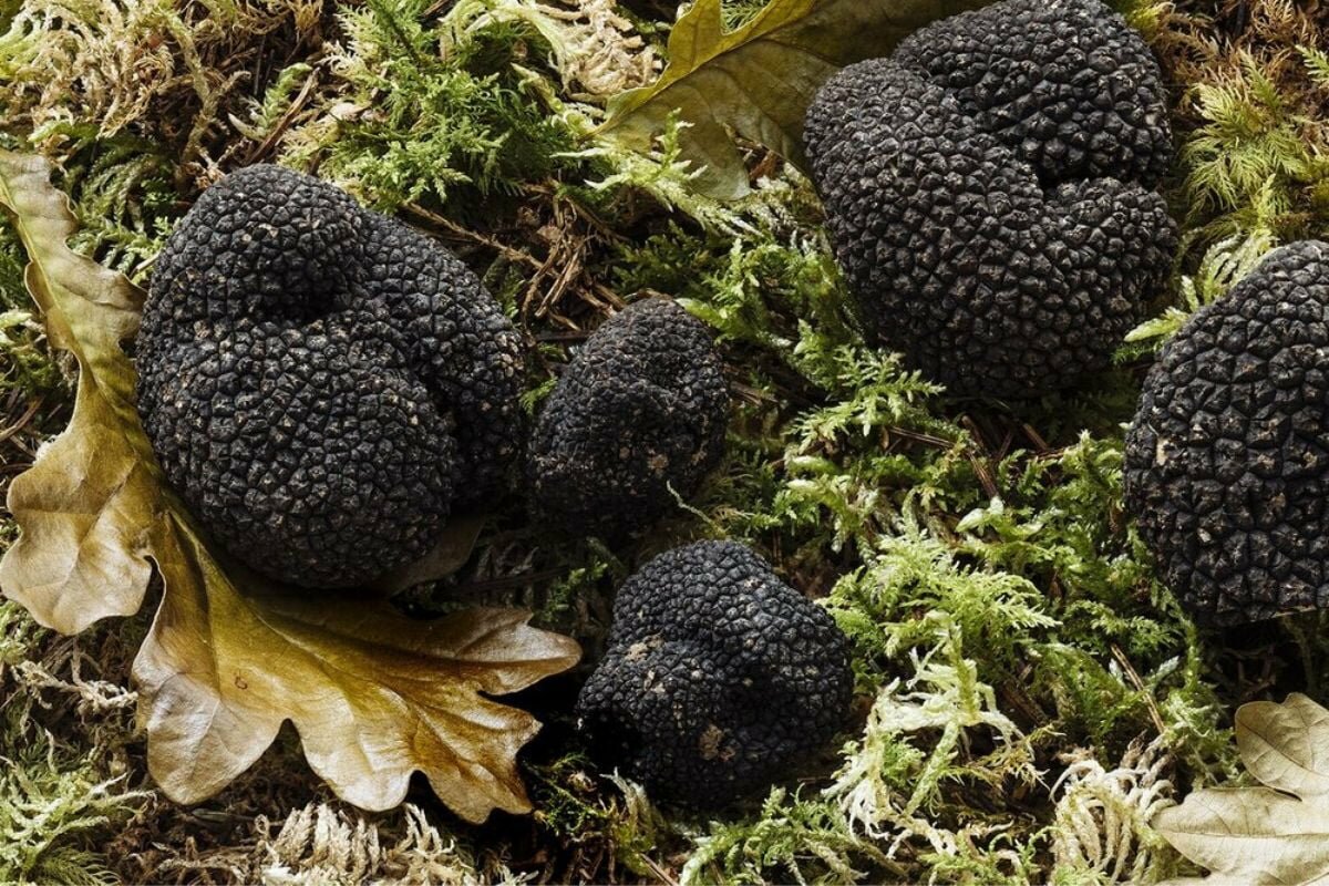 La Truffe