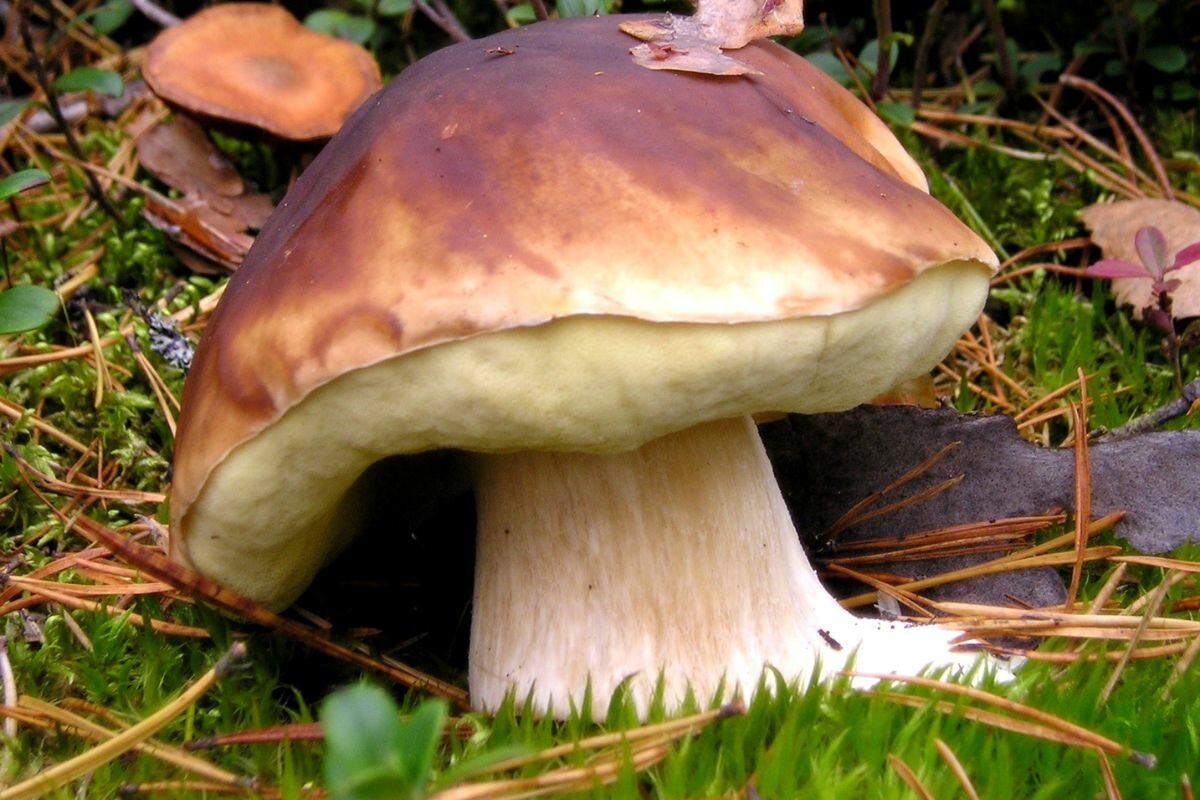 Le Cep De Bordeaux