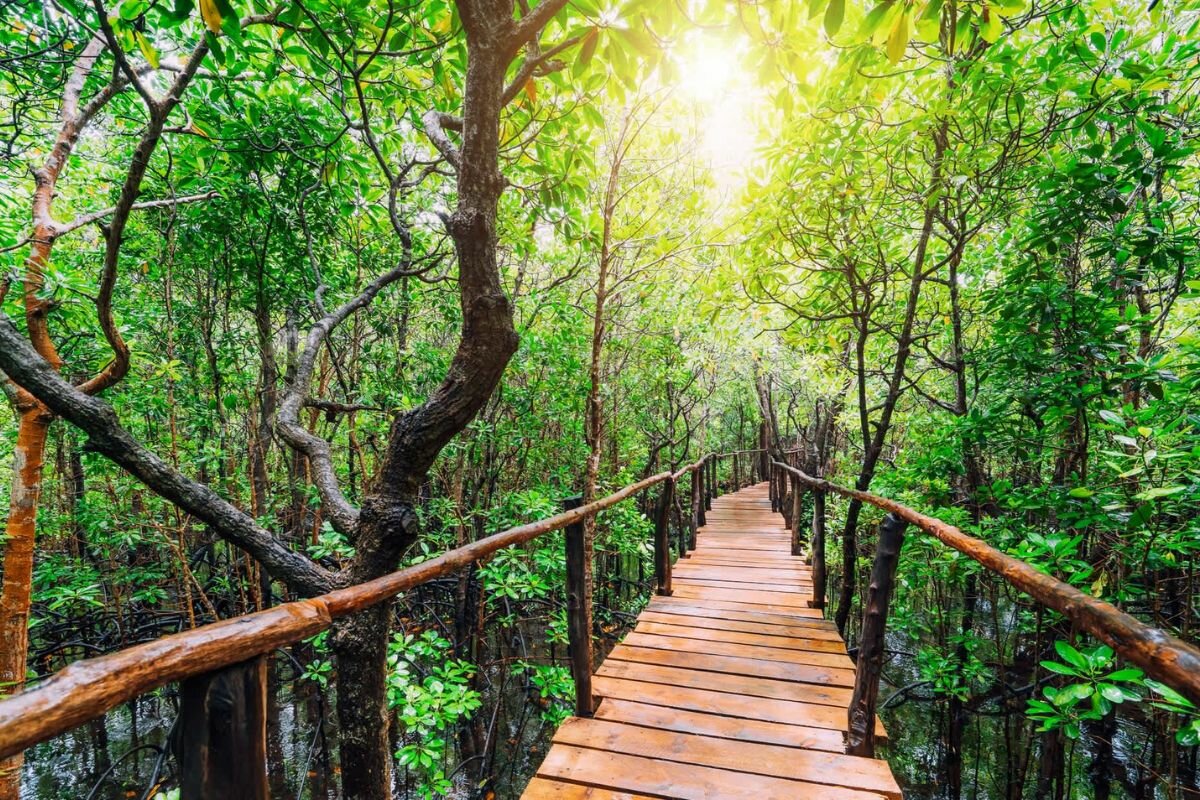 Le Parc National De Jozani Chwaka Bay