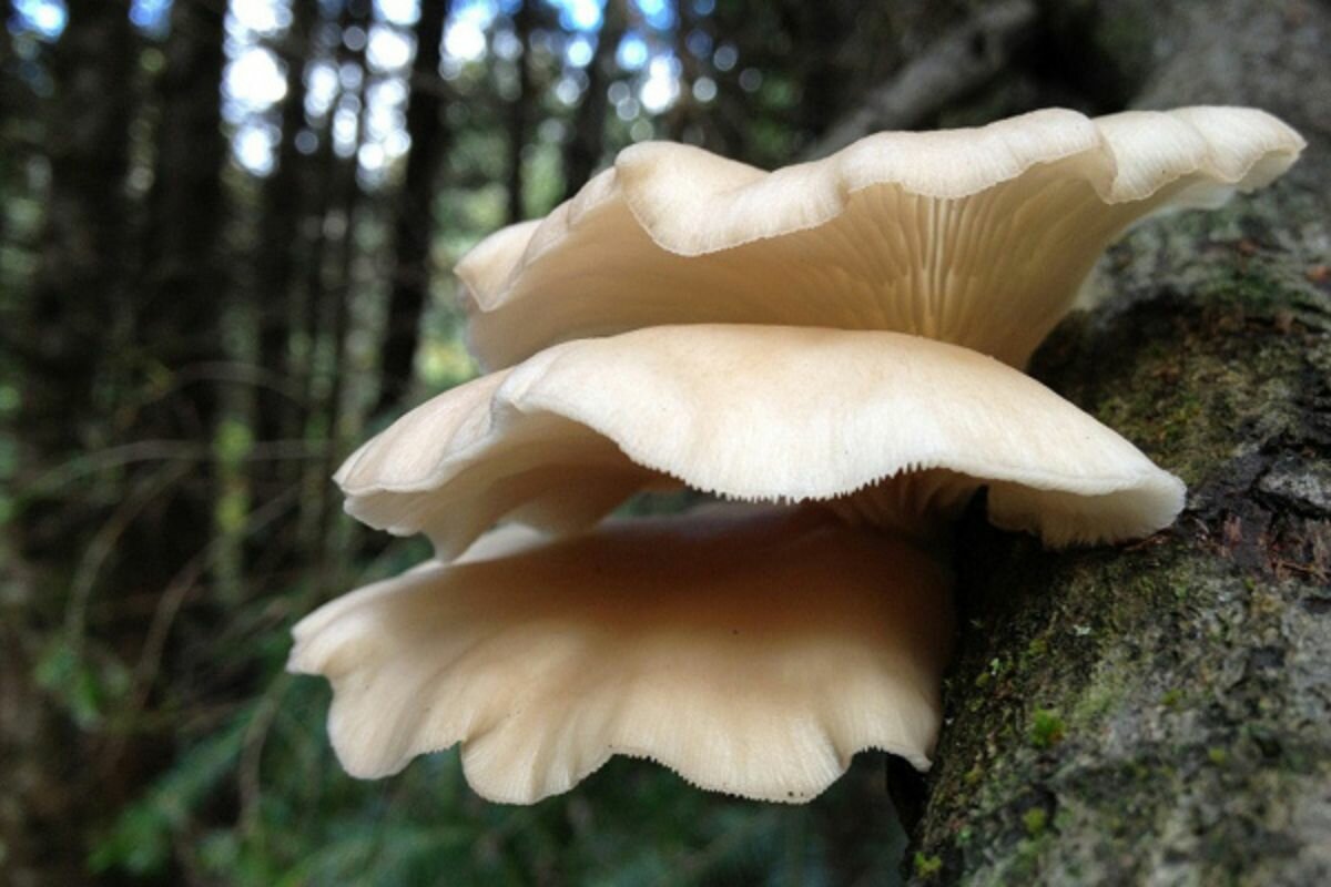 Les Pleurotes