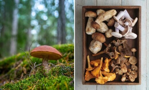 Top 5 Des Champignons Les Plus Recherchés