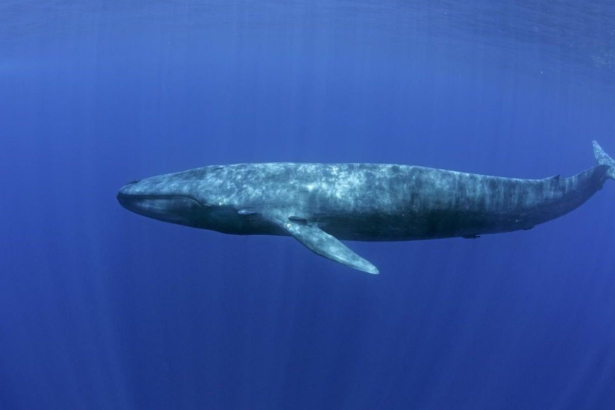 La Baleine Bleue, Le Plus Grand Mammifère