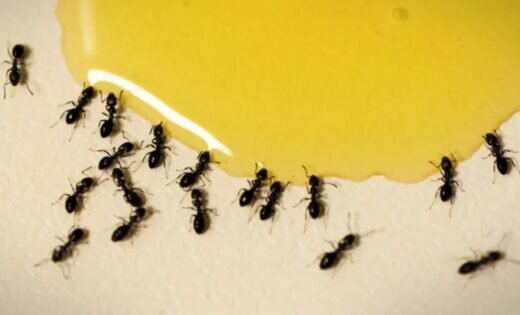 Top 5 des astuces pour se débarrasser naturellement des fourmis